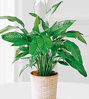 FTD Spathiphyllum Plant