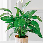 FTD® Spathiphyllum Plant