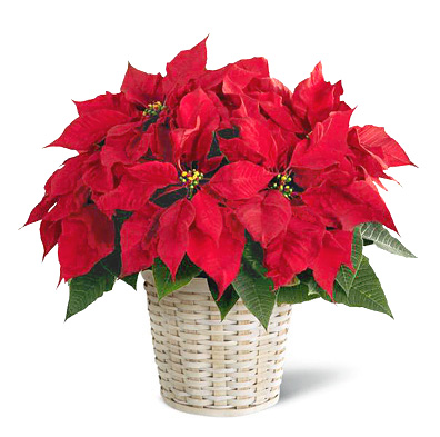 FTD® Poinsettia Plant Basket (Regular)