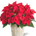 FTD® Poinsettia Plant Basket (Regular)