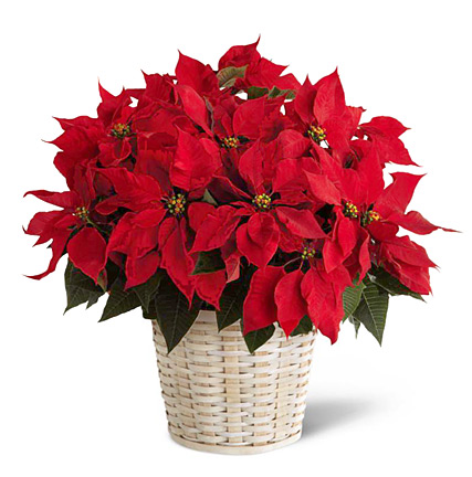 FTD® Poinsettia Basket (Large)