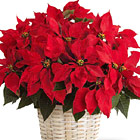 FTD® Poinsettia Basket (Large)