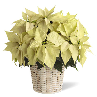 Large White Poinsettia in Basket  Nationwide Delivery