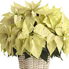 FTD® White Poinsettia Basket (Large)