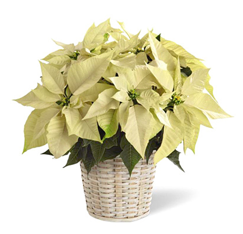 FTD® White Poinsettia Basket (Deluxe)