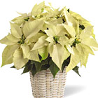FTD® White Poinsettia Basket (Regular)