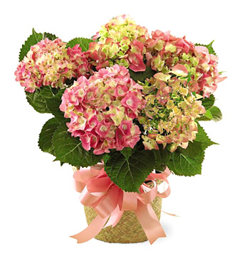FTD® Pink Hydrangea Plant