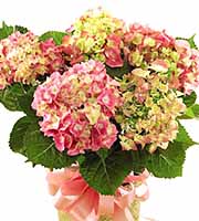 FTD® Pink Hydrangea Plant