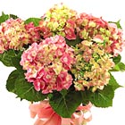 FTD® Pink Hydrangea Plant