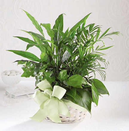 FTD&reg; Woodland Greens Planter