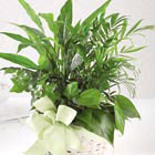 FTD® Woodland Greens Planter