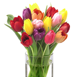 FTD Bright Lights Tulips