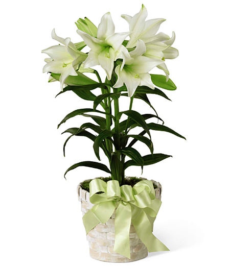 FTD Deluxe Easter Lily