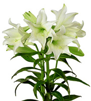 FTD® Deluxe Easter Lily
