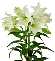 FTD Deluxe Easter Lily