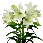 FTDŽ Deluxe Easter Lily