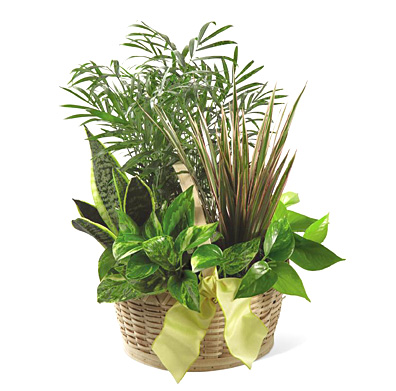 FTD French Garden Planter