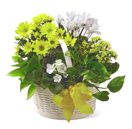 FTD® Bit of Sunshine Plants Basket