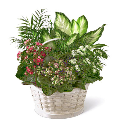 FTD Rural Beauty Dishgarden