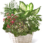 FTD Rural Beauty Dishgarden