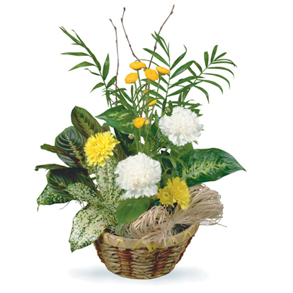 - Cheery Basket Planter