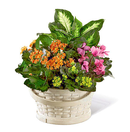 FTD® Color Crush Dishgarden