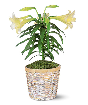 Popular Easter Lily Plant