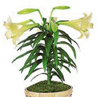 Popular Easter Lily Plant