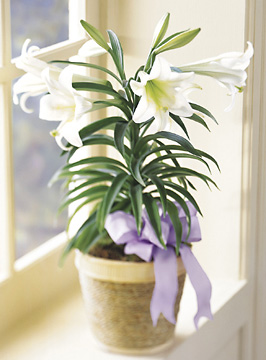 FTD Easter Lily