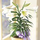FTDŽ Easter Lily