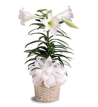 Easter Lily Plant