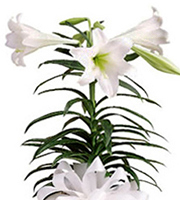 Easter Lily Plant