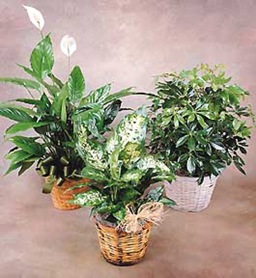 Individual Green Plant Gift