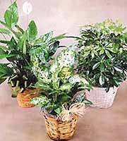 Individual Green Plant Gift