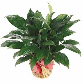 International - Green Plant Gift