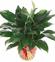 International - Green Plant Gift