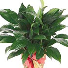 International - Green Plant Gift