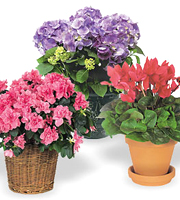 International - Blooming Plant Gift