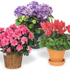 International - Blooming Plant Gift