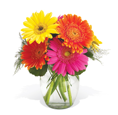 Gerbera Daisies Vase