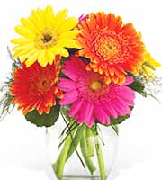 Gerbera Daisies Vase