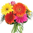 Gerbera Daisies Vase