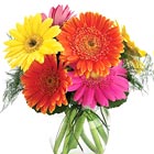 Gerbera Daisies Vase