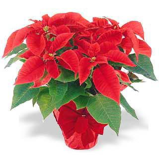 Popular Poinsettia Plant