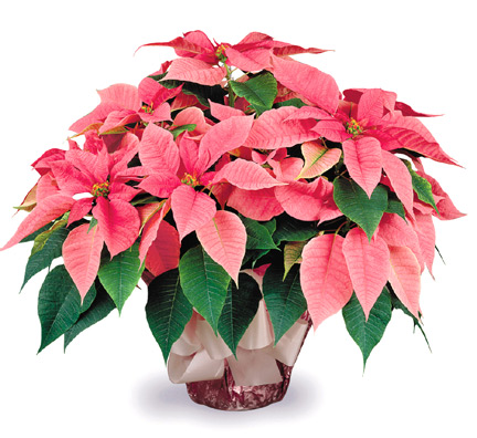 Poinsettias - Fancy Poinsettia Plant - Order Online