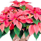 Fancy Poinsettia Plant