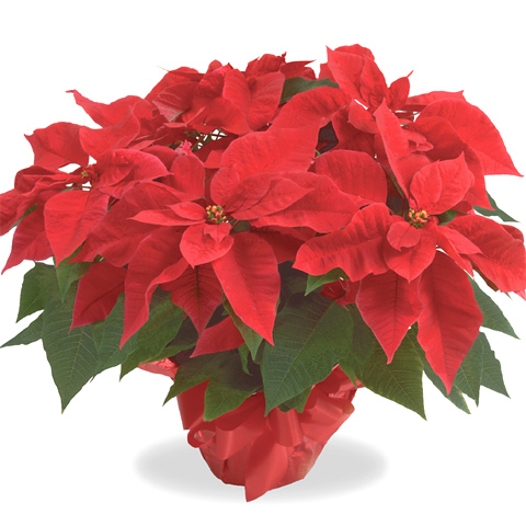 Christmas Poinsettia