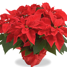 Christmas Poinsettia