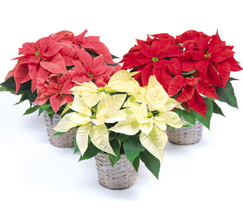 Gift Size Poinsettia in Basket