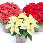Gift Size Poinsettia in Basket